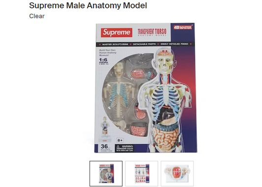 Supreme Male Anatomy Model Clear Transparent Torso